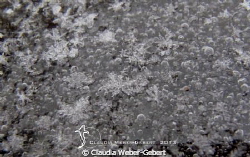 twinkle twinkle little stars....
macro - snow-crystals o... by Claudia Weber-Gebert 